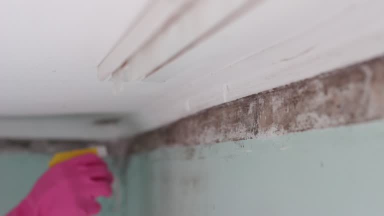 Professional Mold Removal in St Paul, TX